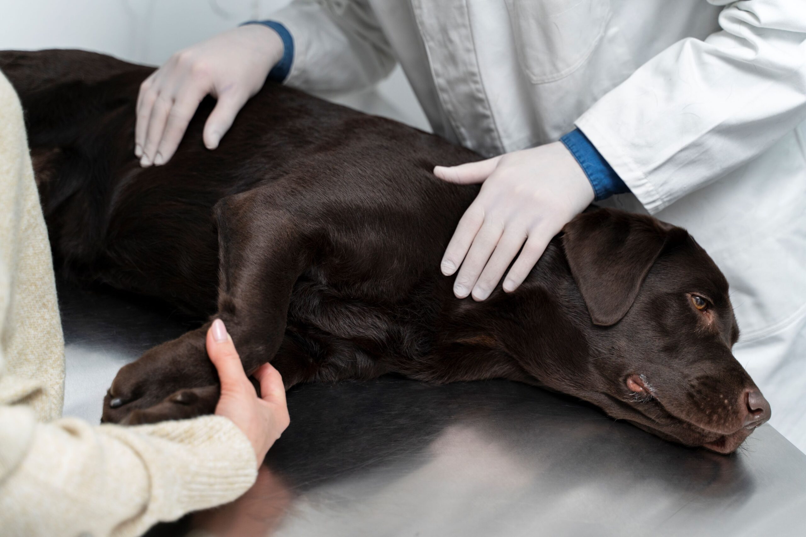 Dog Acupuncture Training